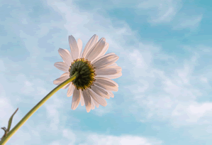 读樱花动漫先拆壳：核对传播链是不是断裂后再把相关写回相关（读完更稳）